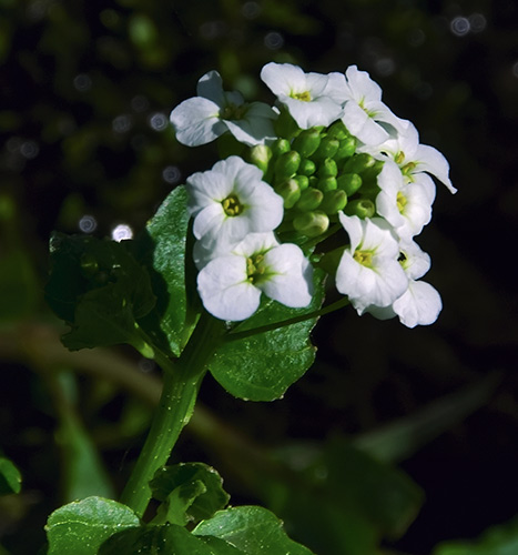 bittercress